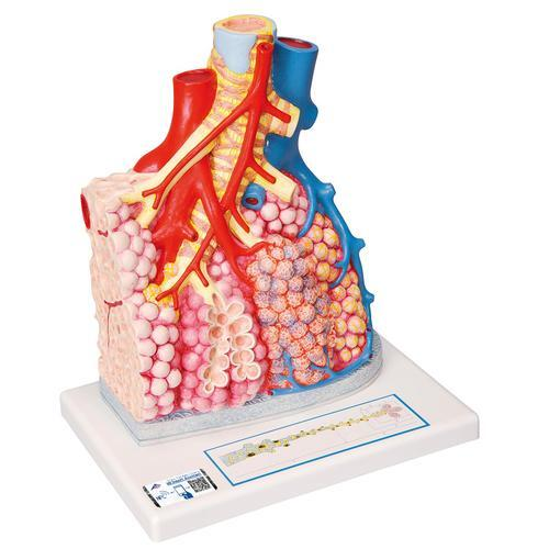 9987 G60 01 Lungenlaeppchen Modell mit umgebenden Blutgefaessen 3 B Smart Anatomy