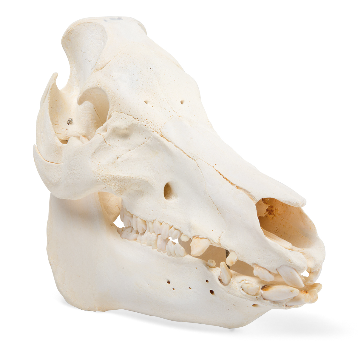 T300161f 01 1200 12001021000 Domestic Pig Skull