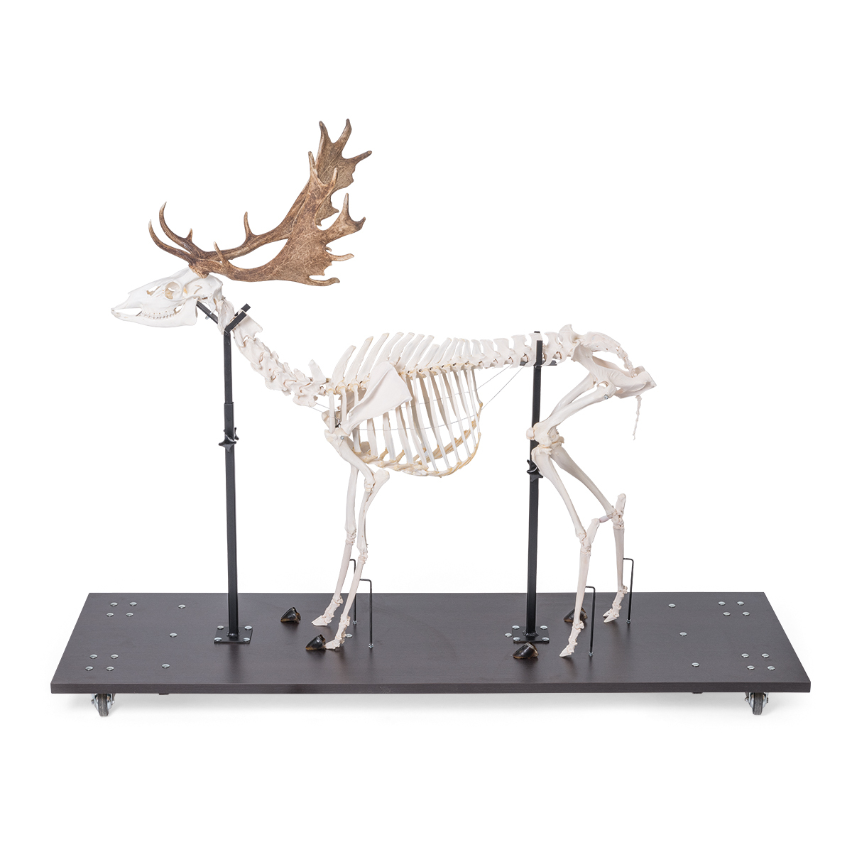 T30048 M 01 1200 12001021016 Fallow Deer Skeleton