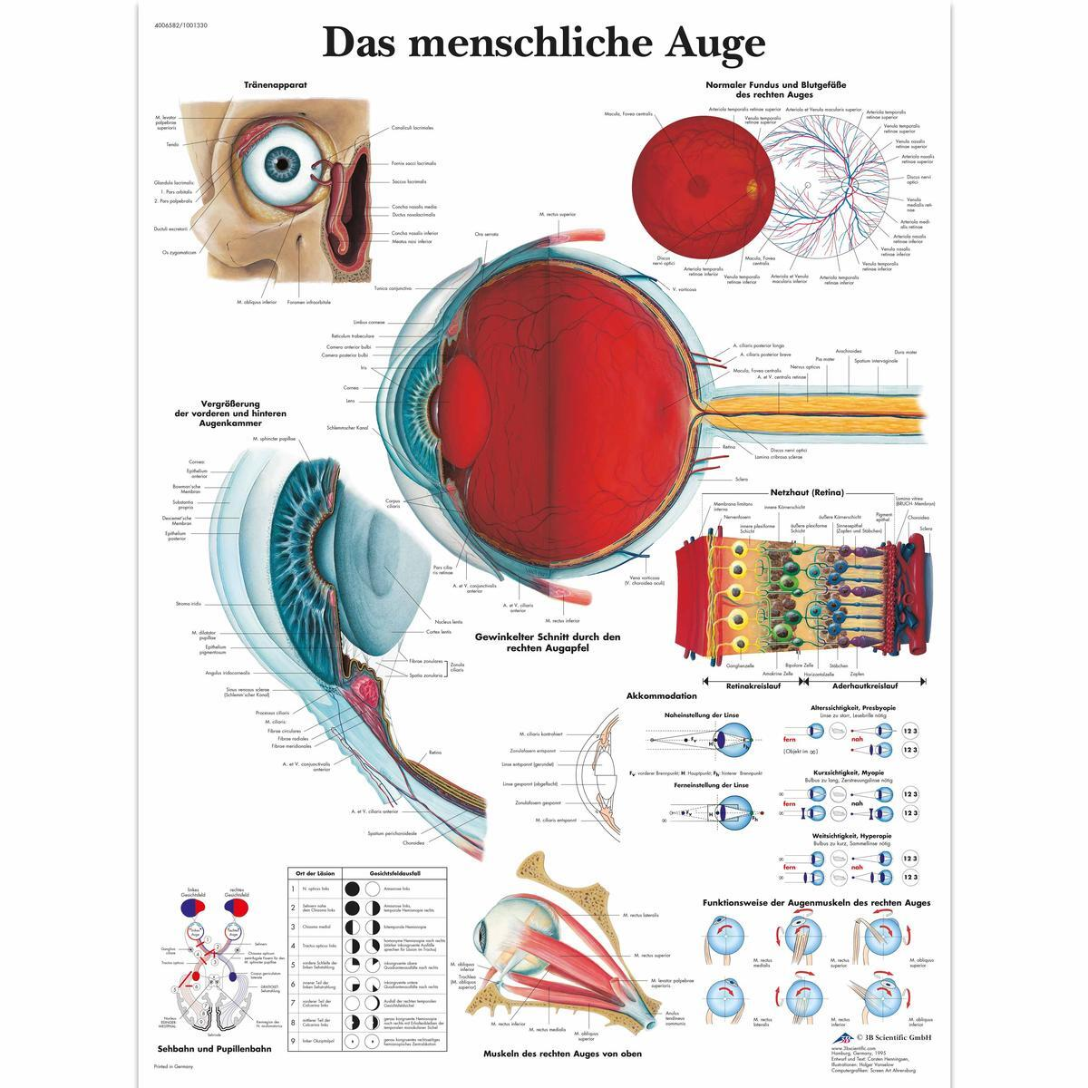 VR0226 L 01 1200 12001001330 Das menschliche Auge