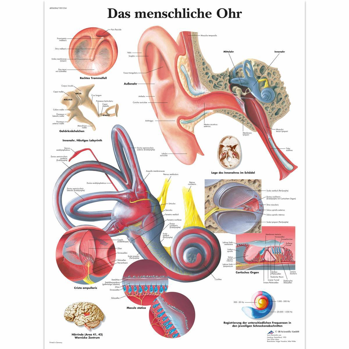 VR0243 UU 01 1200 12004006584 Das menschliche Ohr