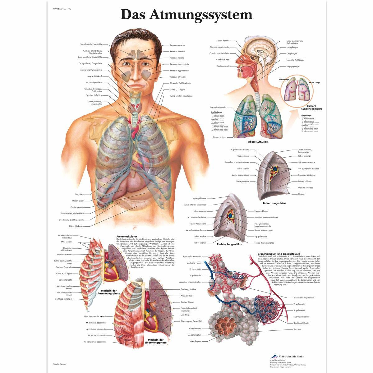 VR0322 L 01 1200 12001001350 Das Atmungssystem