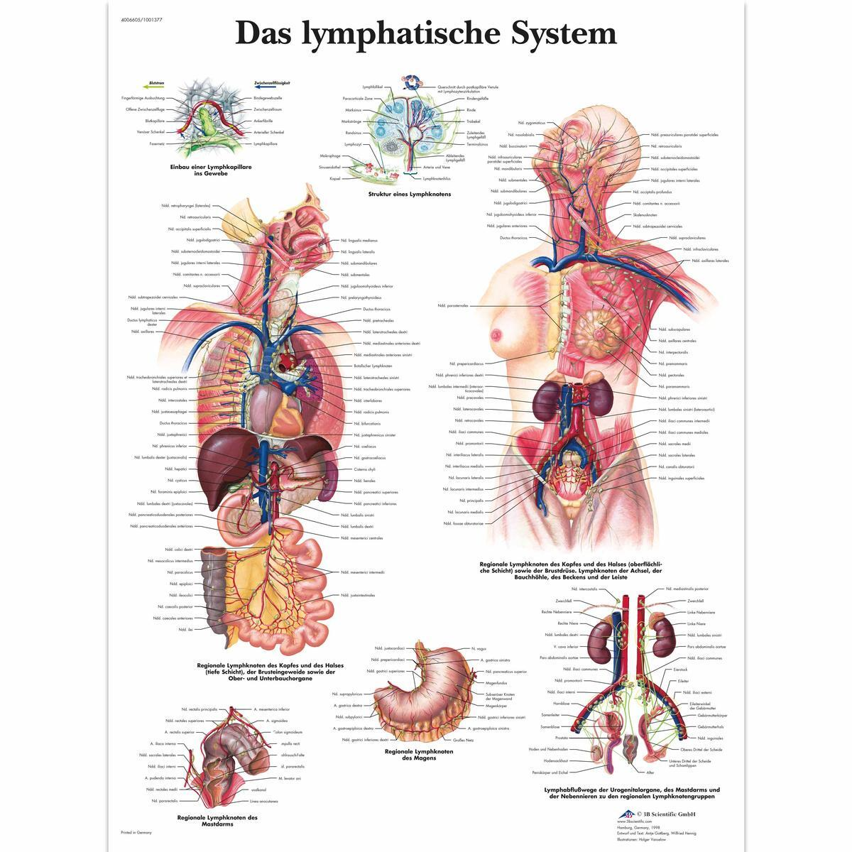 VR0392 UU 01 1200 12004006605 Das Lymphatische Sys