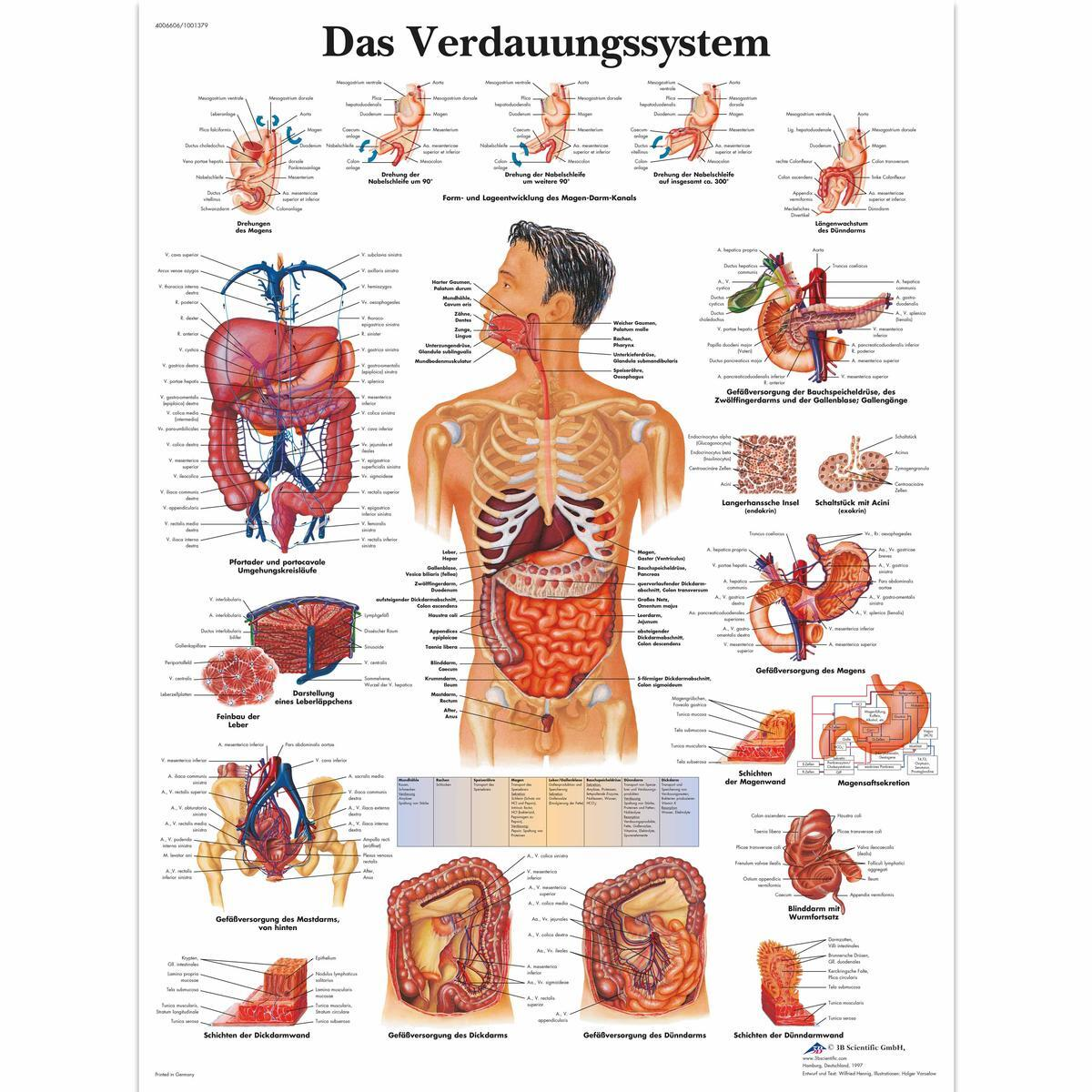 VR0422 UU 01 1200 12004006606 Das Verdauungssystem