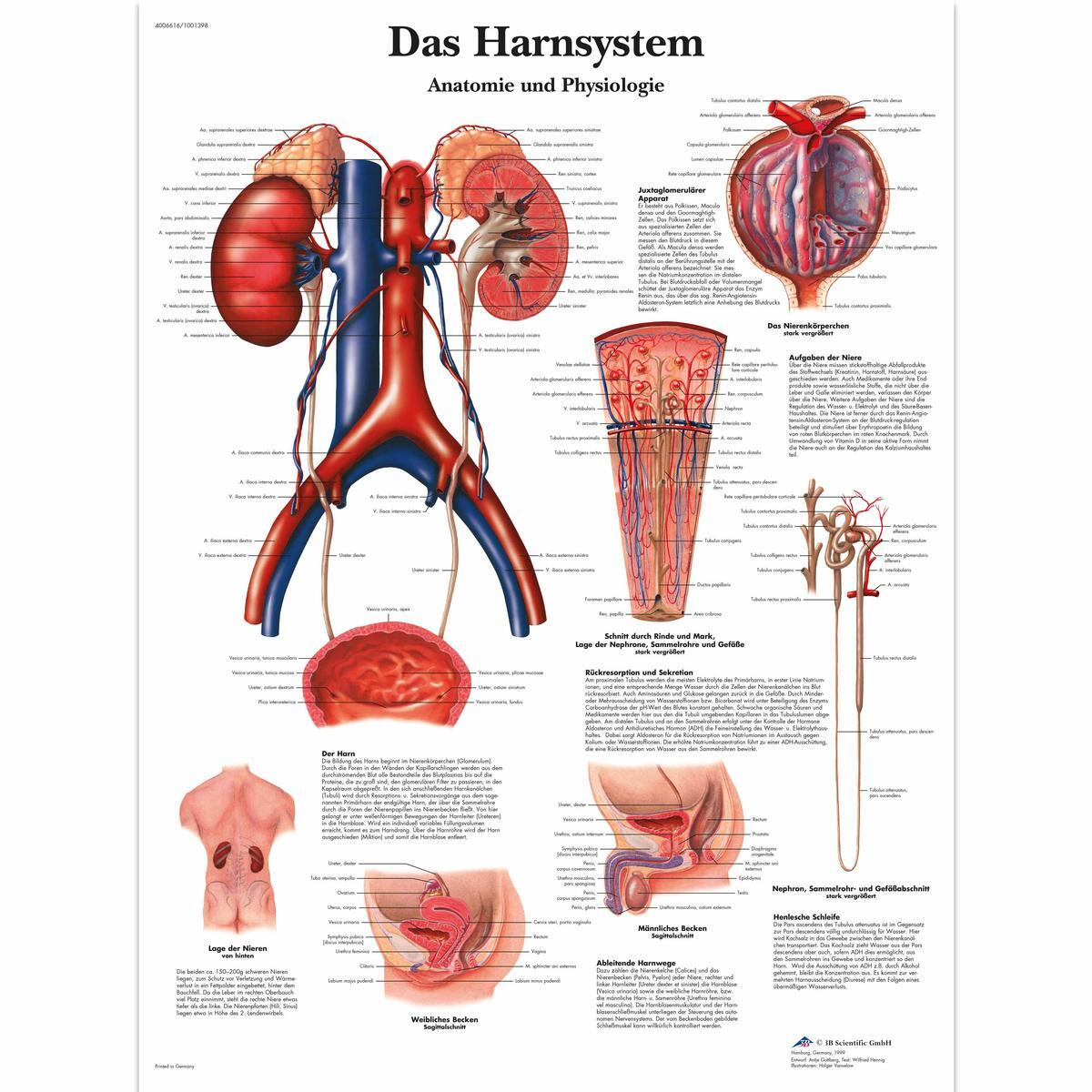 VR0514 UU 01 1200 12004006616 Das Harnsystem Anat