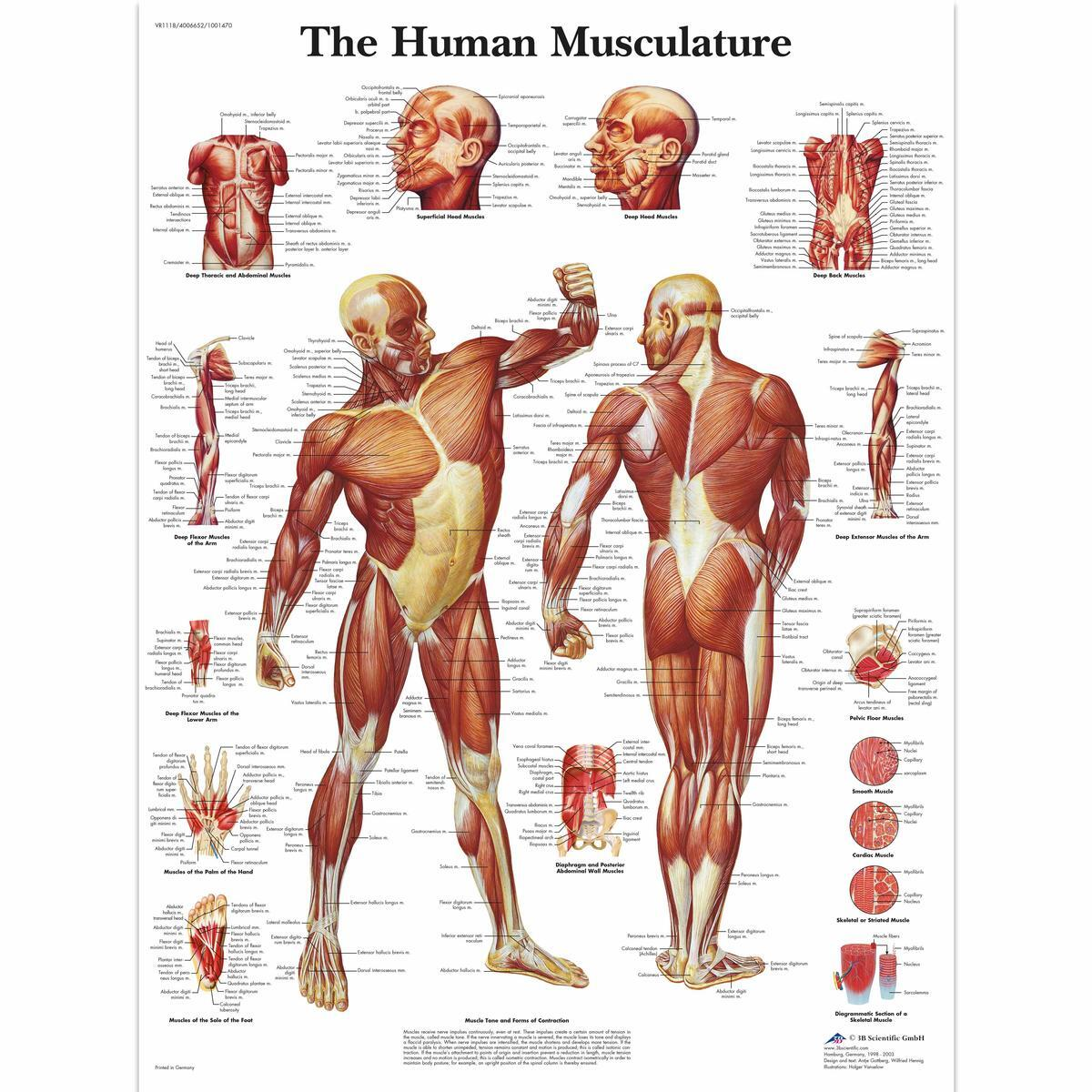 VR1118 UU 01 1200 12004006652 Human Muscle Chart