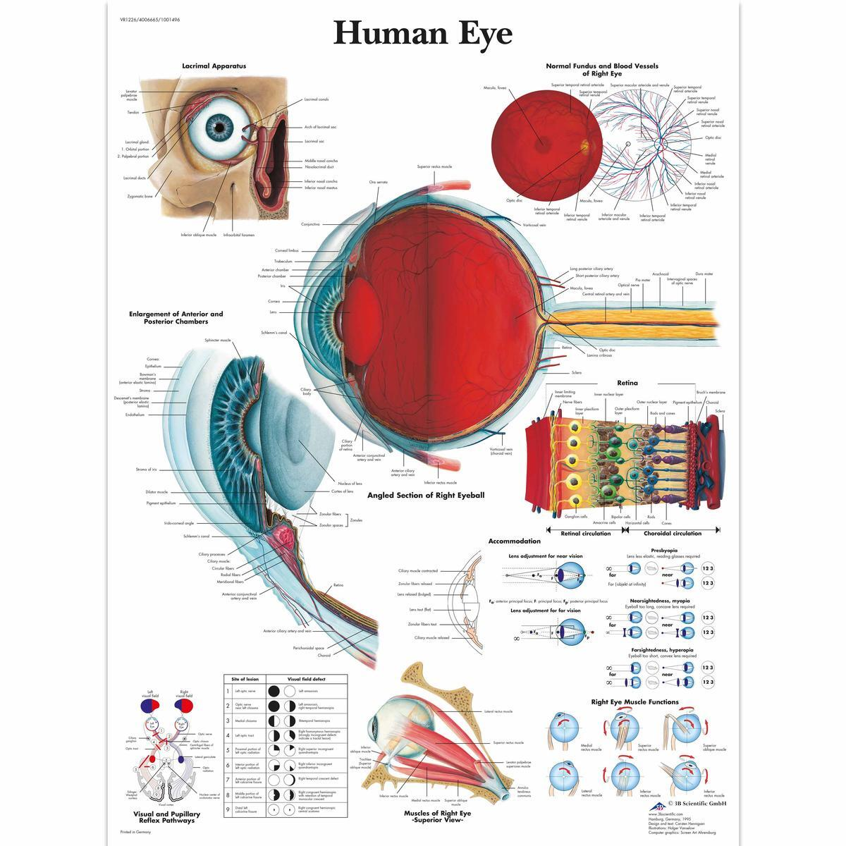 VR1226 UU 01 1200 12004006665 Human Eye Chart