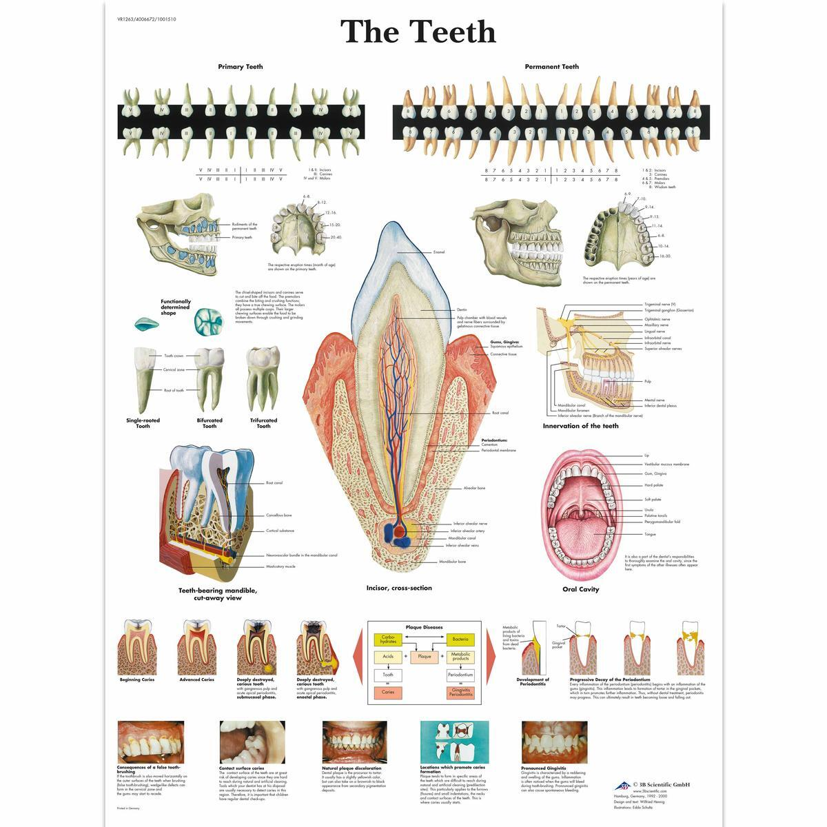 VR1263 UU 01 1200 12004006672 The Teeth Chart