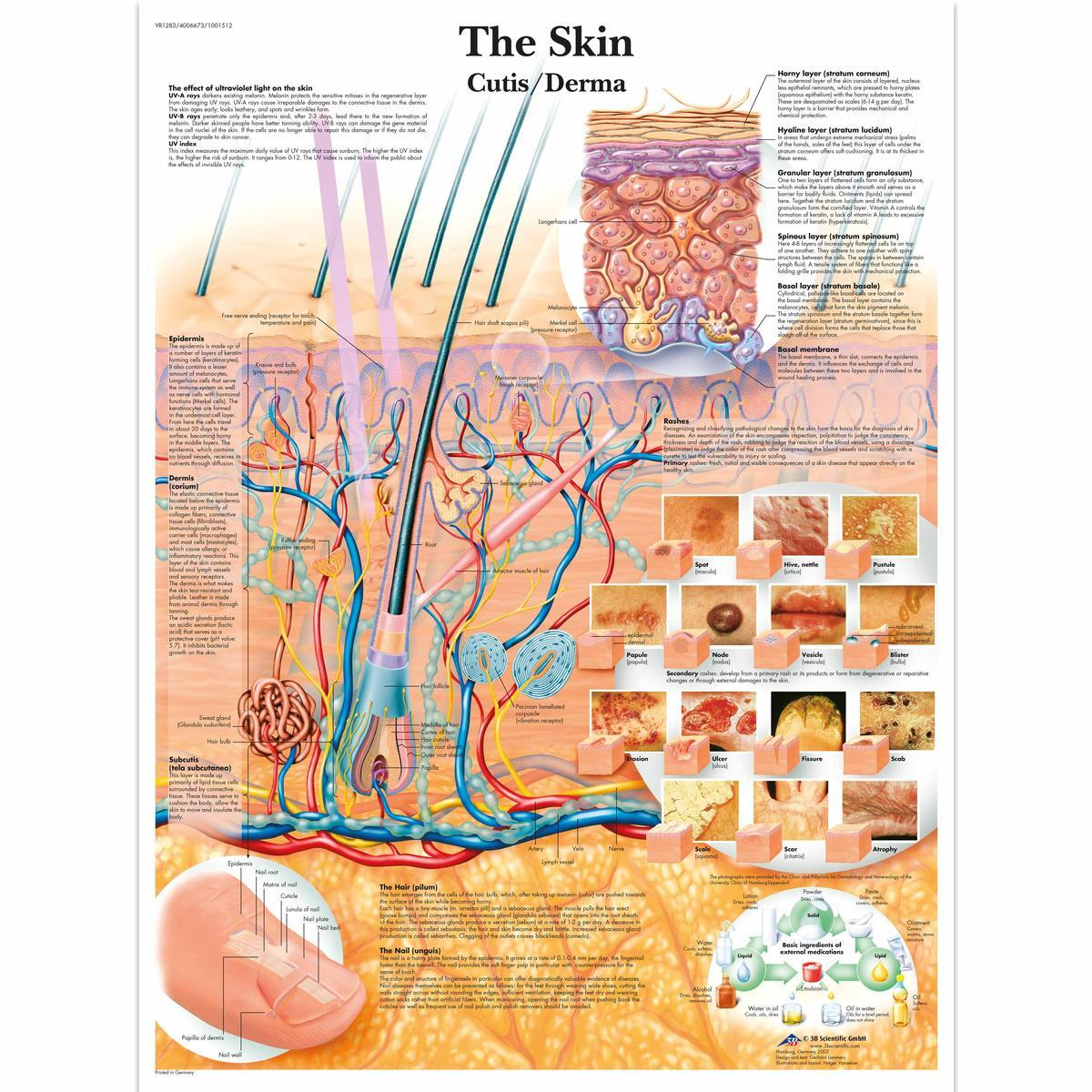 VR1283 L 01 1200 12001001512 The Skin Chart