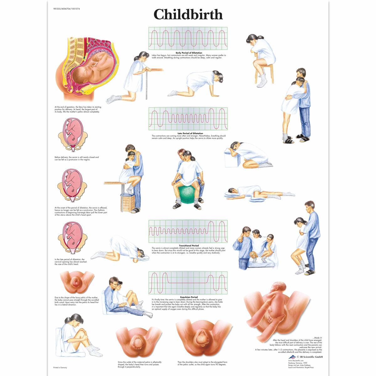 VR1555 L 01 1200 12001001574 Childbirth Chart