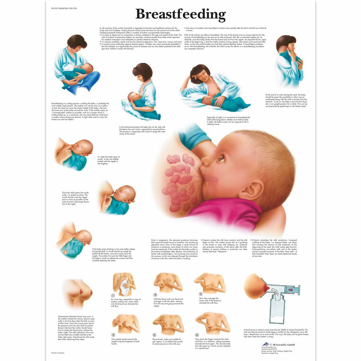 VR1557 L 01 1200 12001001578 Breastfeeding Chart