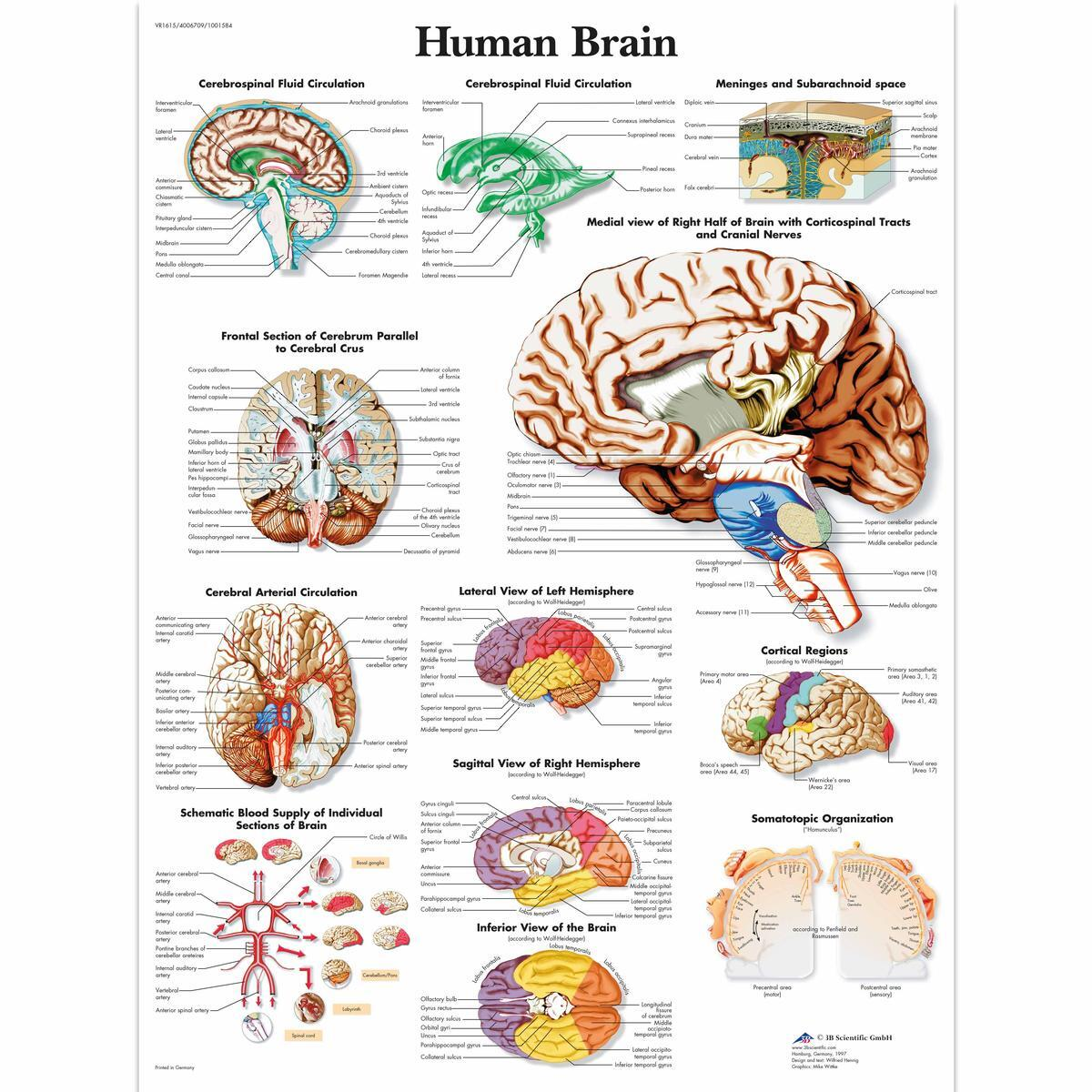 VR1615 UU 01 1200 12004006709 Human Brain Chart