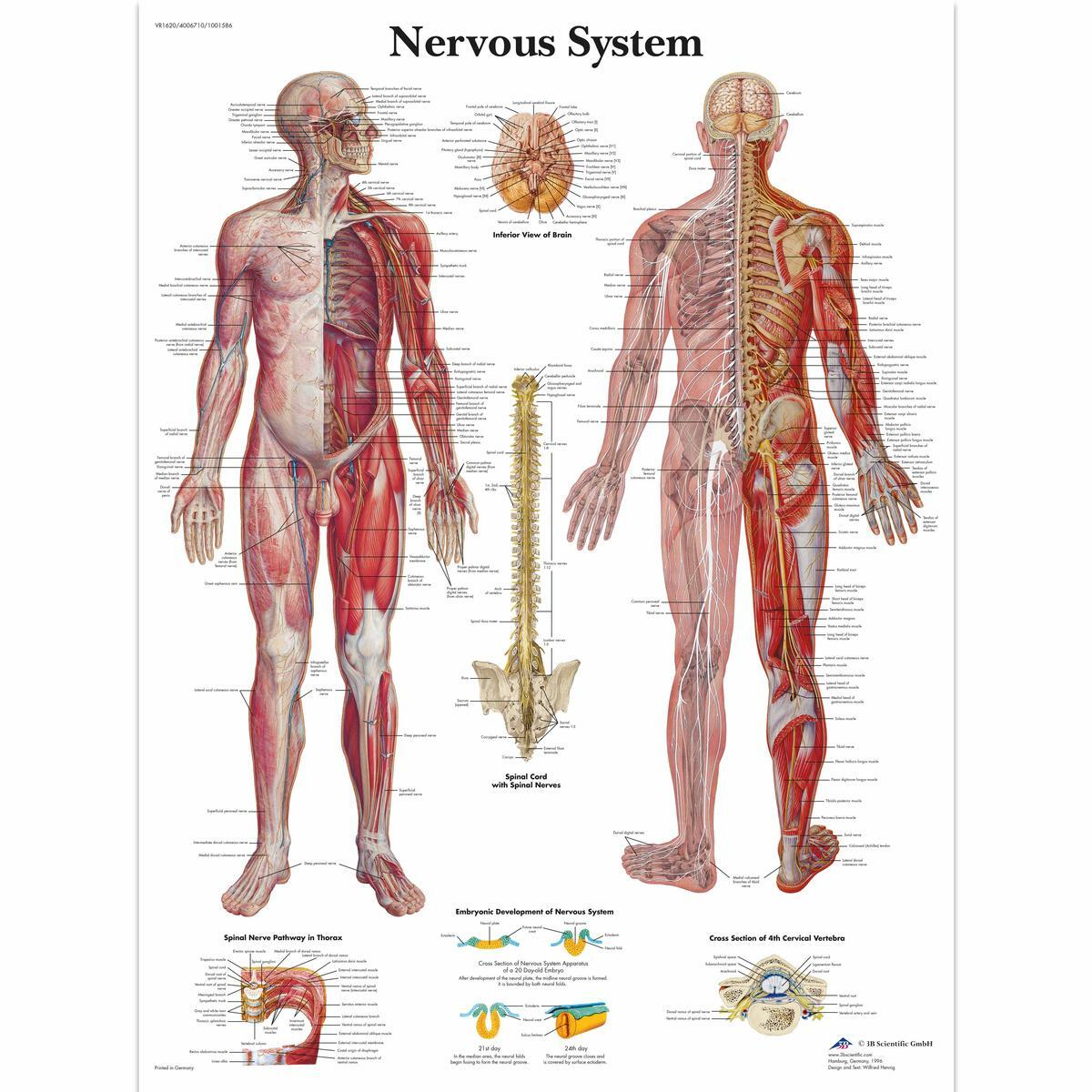 VR1620 UU 01 1200 12004006710 Nervous System Chart