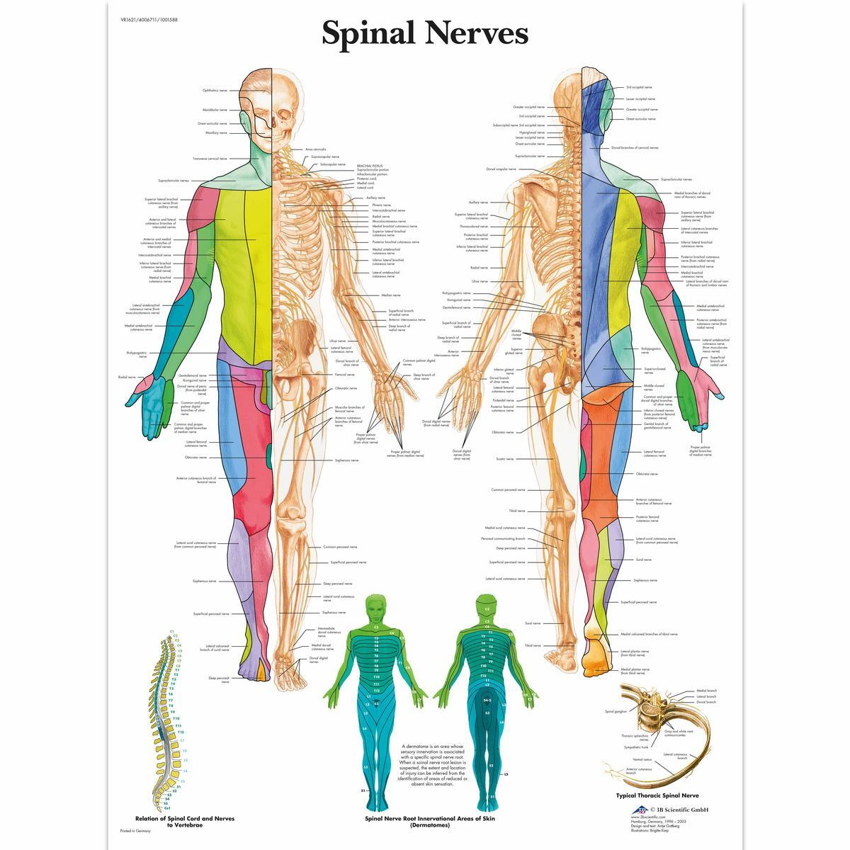 VR1621 UU 01 1200 12004006711 Spinal Nerves Chart