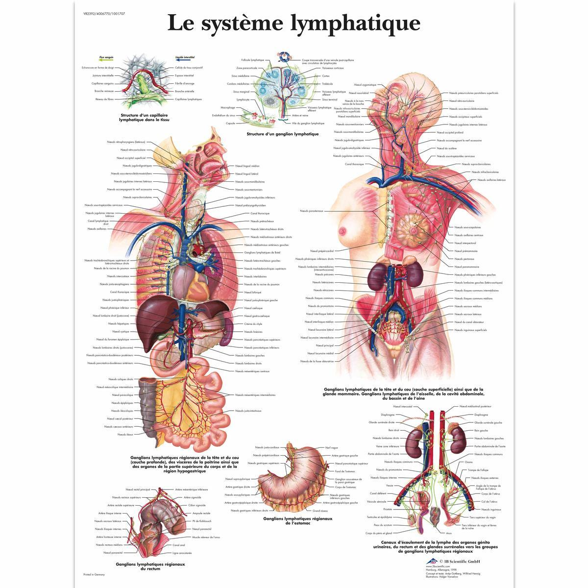 VR2392 UU 01 1200 12004006770 Le systeme lymphatiq