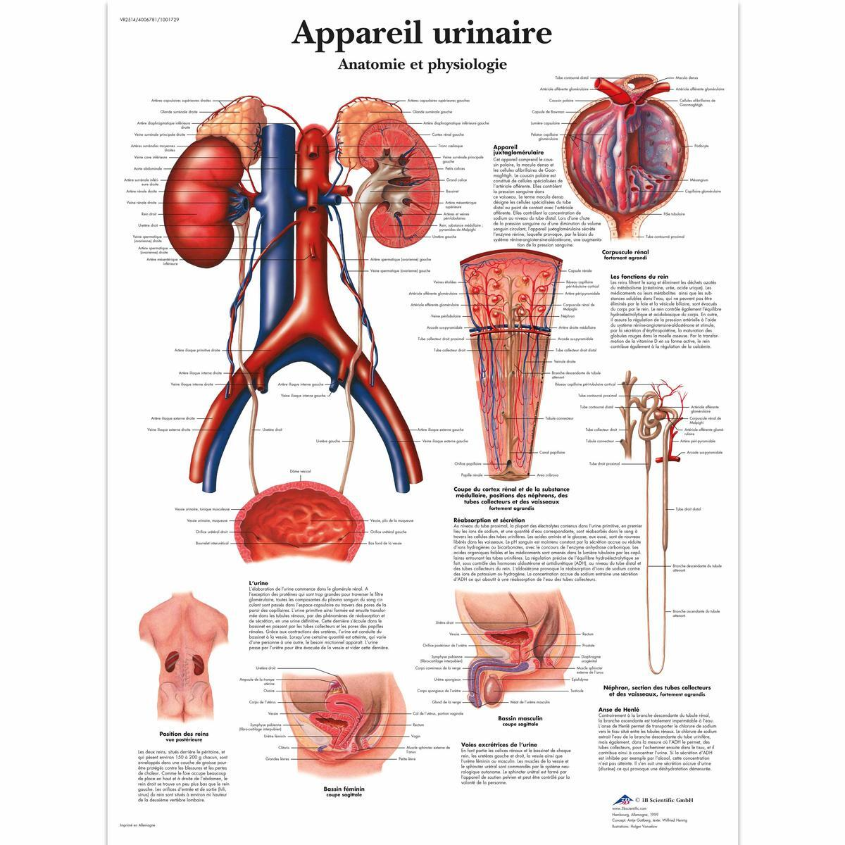 VR2514 L 01 1200 12001001729 Appareil urinaire An