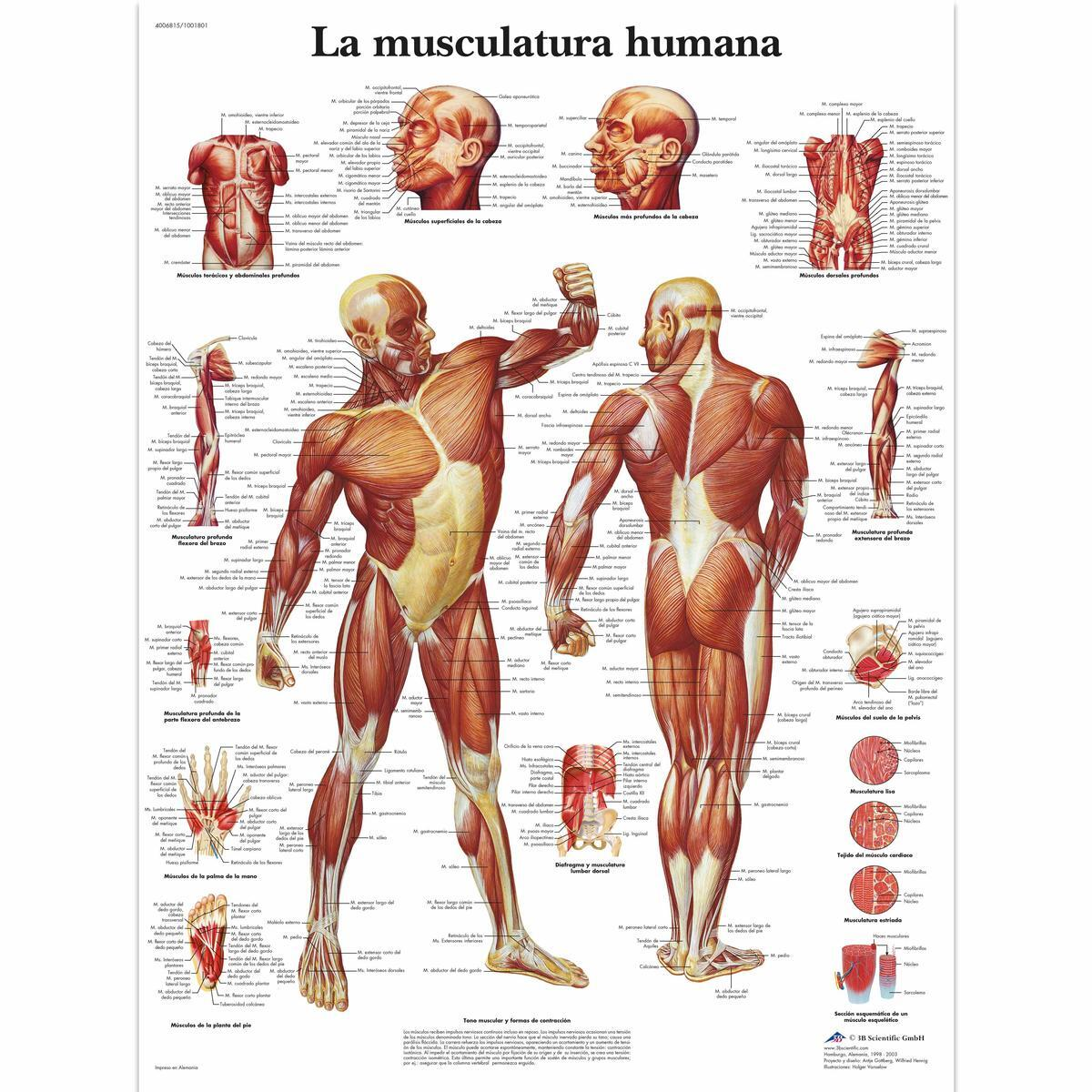 VR3118 L 01 1200 12001001801 La Musculatura humana