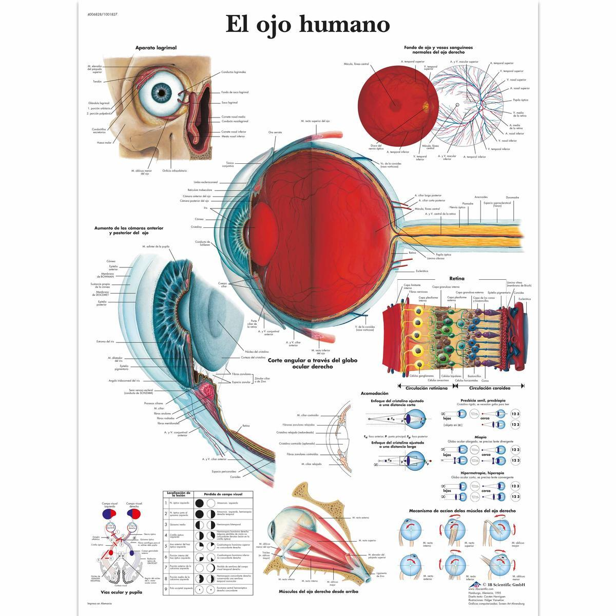 VR3226 UU 01 1200 12004006828 El ojo humano