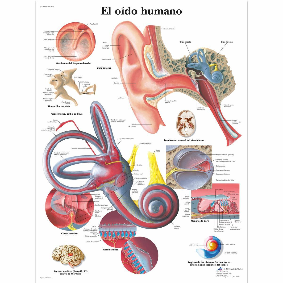 VR3243 UU 01 1200 12004006830 El oido humano