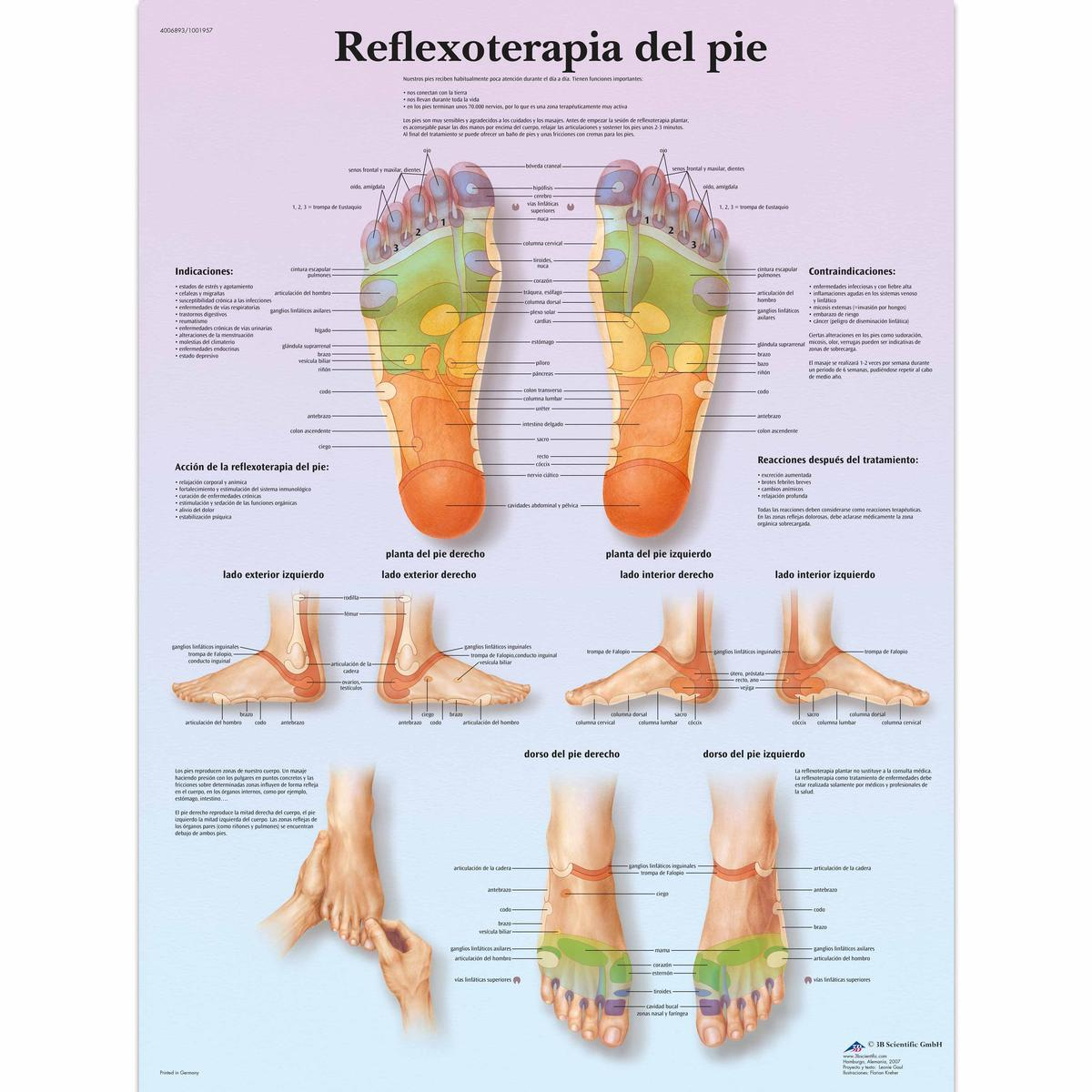 VR3810 UU 01 1200 12004006893 Reflexoterapia plant