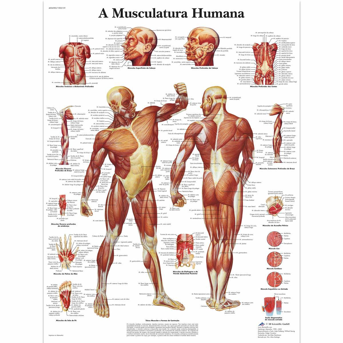 VR5118 UU 01 1200 12004006985 A Musculatura Humana