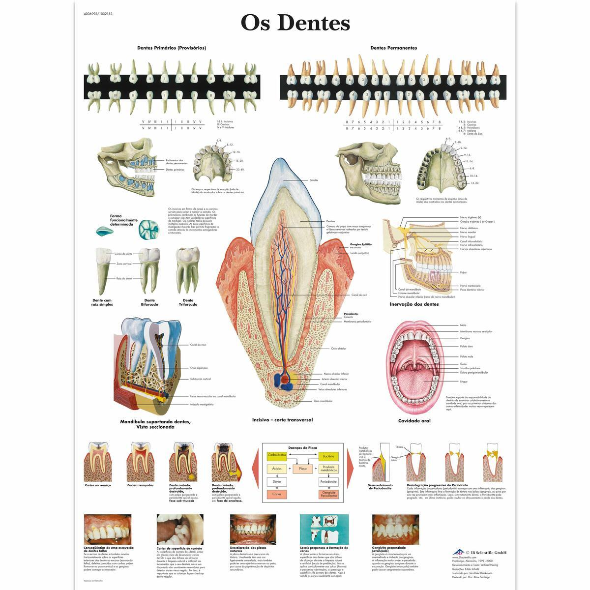 VR5263 UU 01 1200 12004006992 Os Dentes