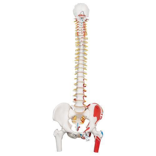 11537 A58 3 01 Flexibles Wirbelsaeulenmodell Klassik mit Oberschenkelstuempfen und Muskelbemalung 3 B Smart Anatomy