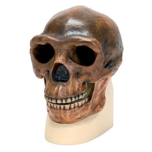 7395 VP750 1 01 Schaedelreplikat Homo erectus pekinensis Weidenreich 1940