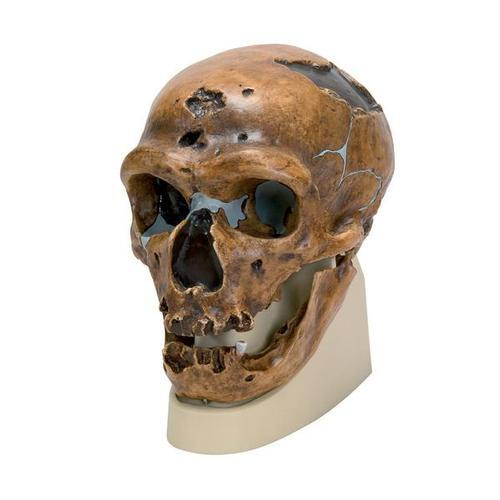 7399 VP751 1 01 Schaedelreplikat Homo neanderthalensis La Chapelle aux Saints 1