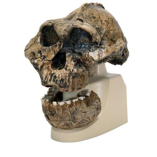 7415 VP755 1 01 Schaedelreplikat Australopithecus boisei KNM ER 406 Omo L7 A 125