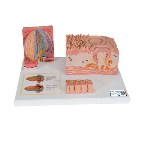 8225 D17 01 3 B MICR Oanatomie Modell Zunge 3 B Smart Anatomy