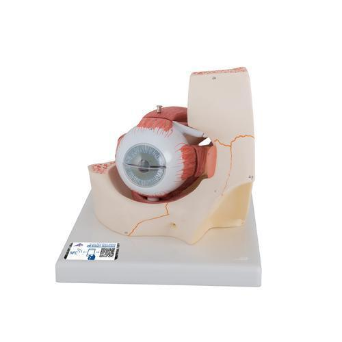 8803 F13 01 Modell vom Auge in Augenhoehle 3 fache Groesse 7 teilig 3 B Smart Anatomy