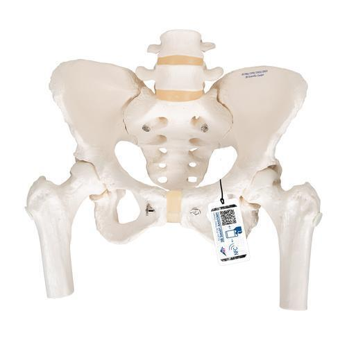 9318 A62 01 Becken Skelett Modell weiblich mit Oberschenkelstuempfen 3 B Smart Anatomy