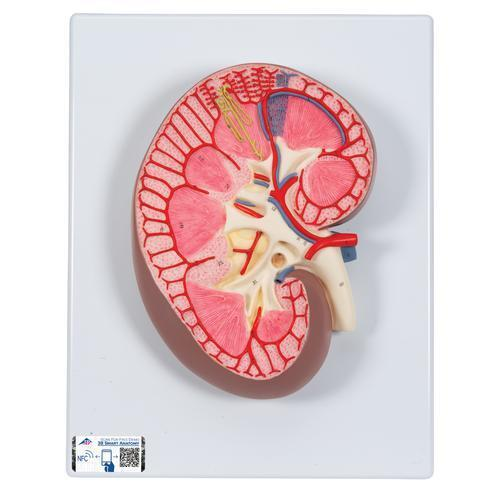 9573 K10 01 Nierenschnitt Modell 3 fache Groesse 3 B Smart Anatomy