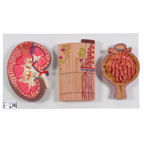 9588 K11 01 Modell Serie mit Nierenschnitt Nephron Blutgefaessen Nierenkoerperchen 3 B Smart Anatomy