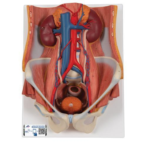 9643 K32 01 Harnapparat Modell zweigeschlechtig 6 teilig 3 B Smart Anatomy