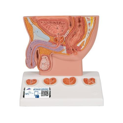 9652 K41 01 Prostata Modell 12 Groesse 3 B Smart Anatomy