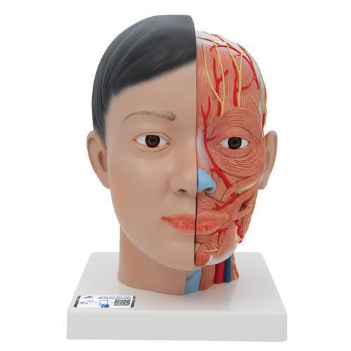 9895 C06 01 Lebensgrosses asiatisches Kopfmodell mit Gehirn Hals 4 teilig 3 B Smart Anatomy