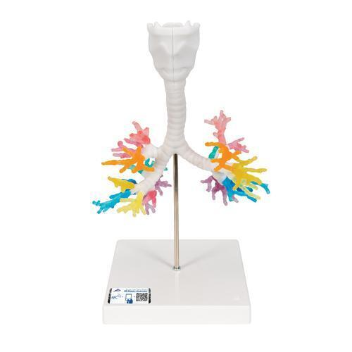 10013 G23 01 CT Bronchialbaum Modell mit Kehlkopf 3 B Smart Anatomy