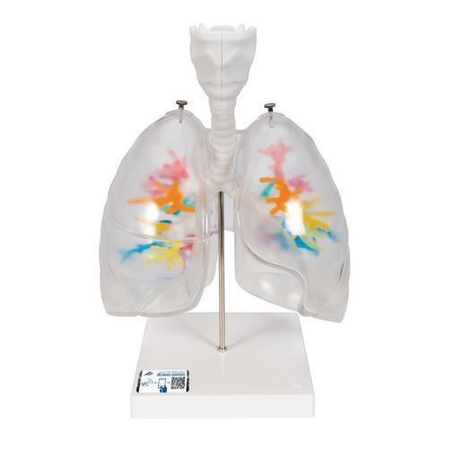 10023 G23 1 01 CT Bronchialbaum Modell mit Kehlkopf und transparenten Lungenfluegeln 3 B Smart Anatomy