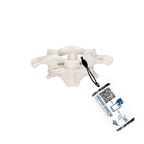 10324 A71 01 Atlas und Axis Modell montiert ohne Sockel 3 B Smart Anatomy