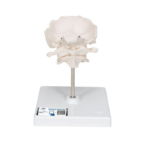 10334 A71 5 01 Atlas und Axis Modell mit Hinterhauptschuppe auf Stativ 3 B Smart Anatomy