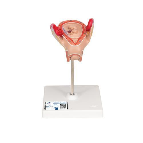 10921 L10 2 01 Embryo Modell 2 Monat 3 B Smart Anatomy