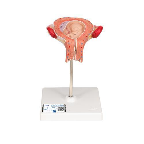 10931 L10 3 01 Fetus Modell 3 Monat 3 B Smart Anatomy