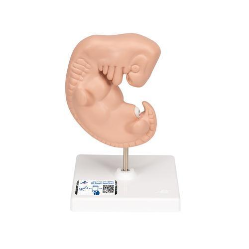 11004 L15 01 Embryo Modell 25 fache Groesse 3 B Smart Anatomy