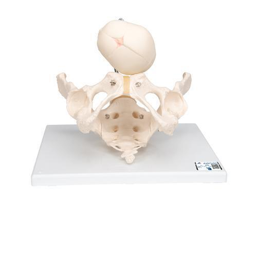 11024 L30 01 Becken Modell zur Demonstration der Geburt 3 B Smart Anatomy