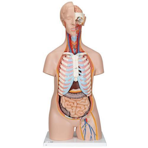 11075 B11 01 Klassik Torso Modell geschlechtsneutral 16 teilig 3 B Smart Anatomy