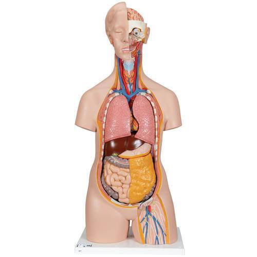 11085 B13 01 Klassik Torso Model geschlechtsneutral 14 teilig 3 B Smart Anatomy