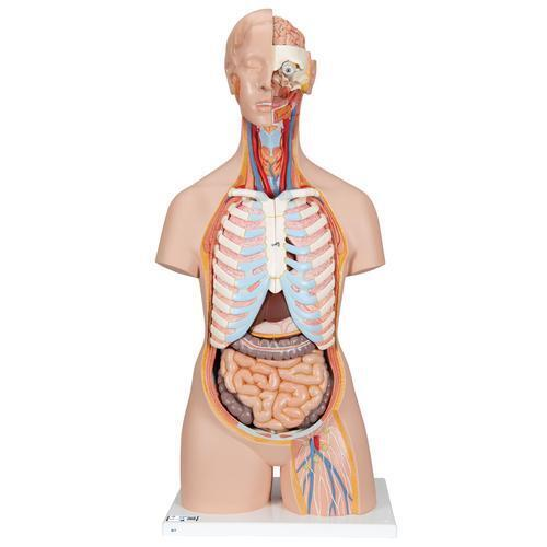 11095 B17 01 Klassik Torso Modell geschlechtslos mit geoeffnetem Ruecken 21 teilig 3 B Smart Anatomy