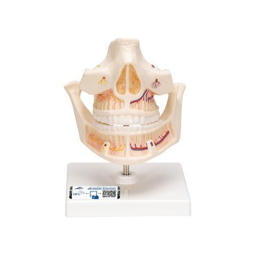 11740 VE281 01 Gebissmodell eines Erwachsenen 3 B Smart Anatomy